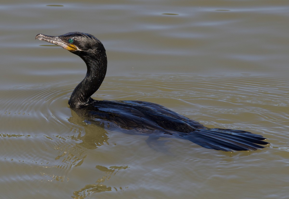 Neotropic Cormorant - ML611138360