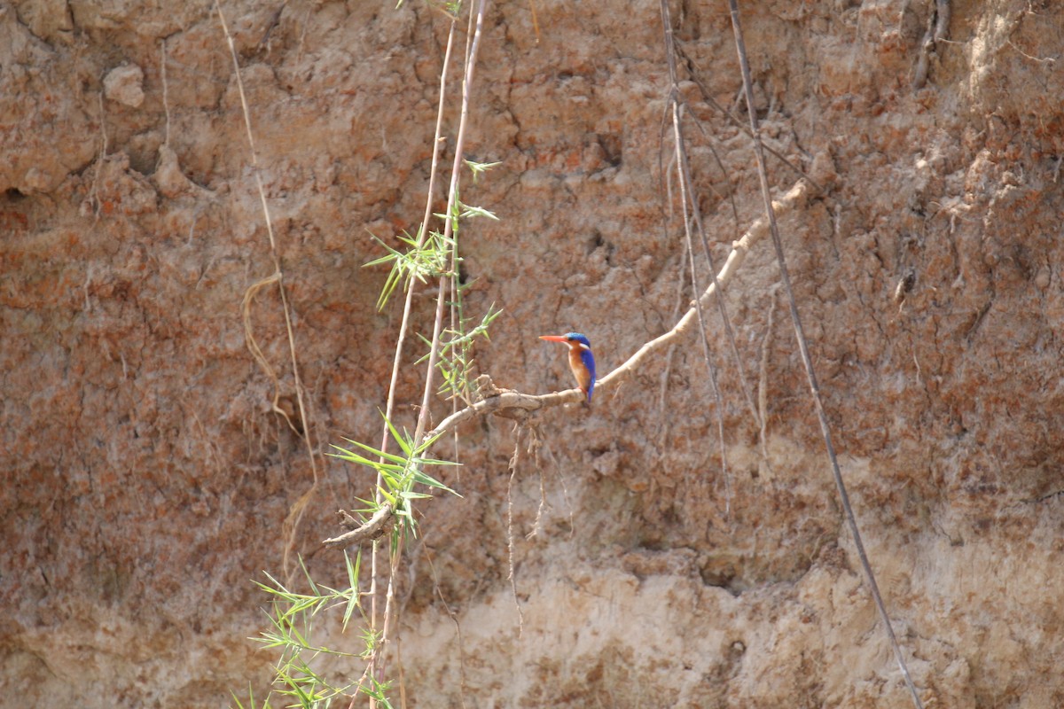 Malachite Kingfisher - ML611138405