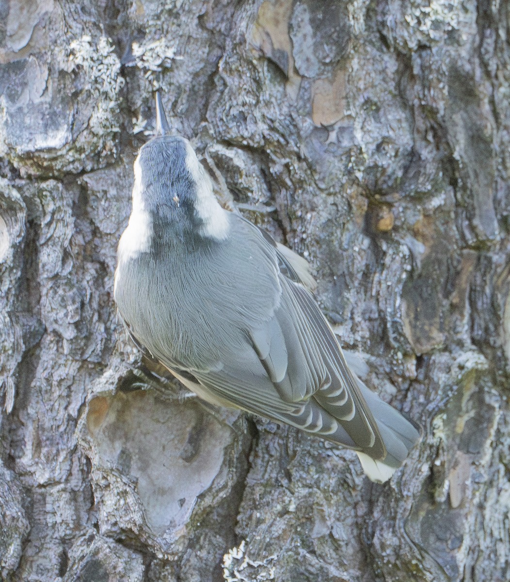 White-breasted Nuthatch - Mike Wheeler