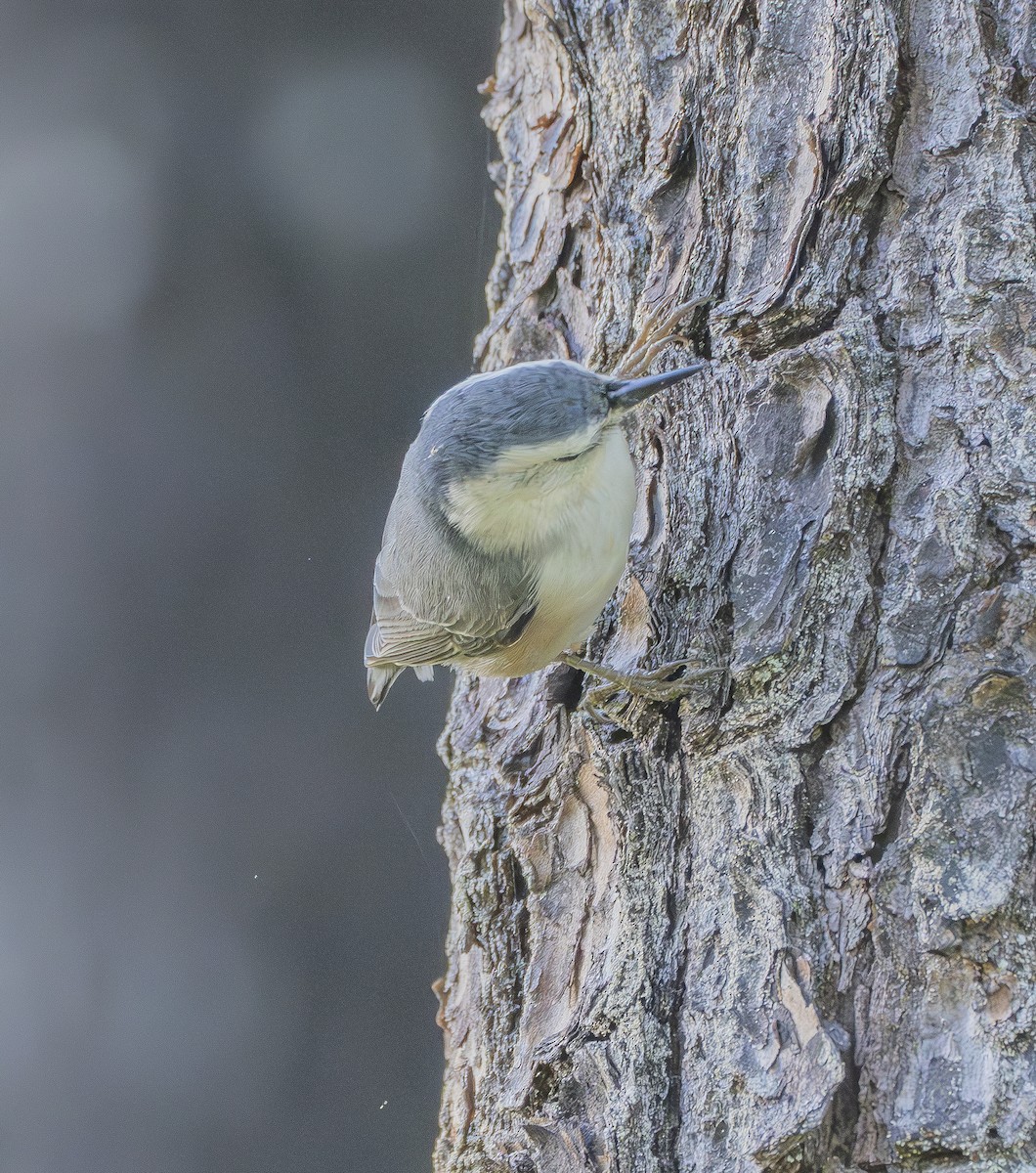 White-breasted Nuthatch - Mike Wheeler