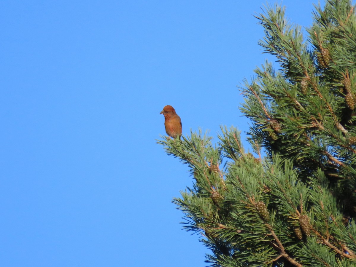 Red Crossbill - Daniela Secas