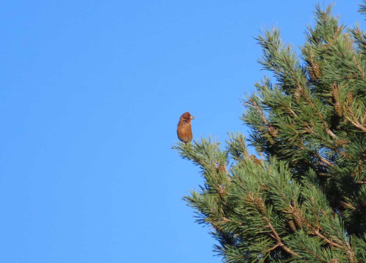 Red Crossbill - Daniela Secas