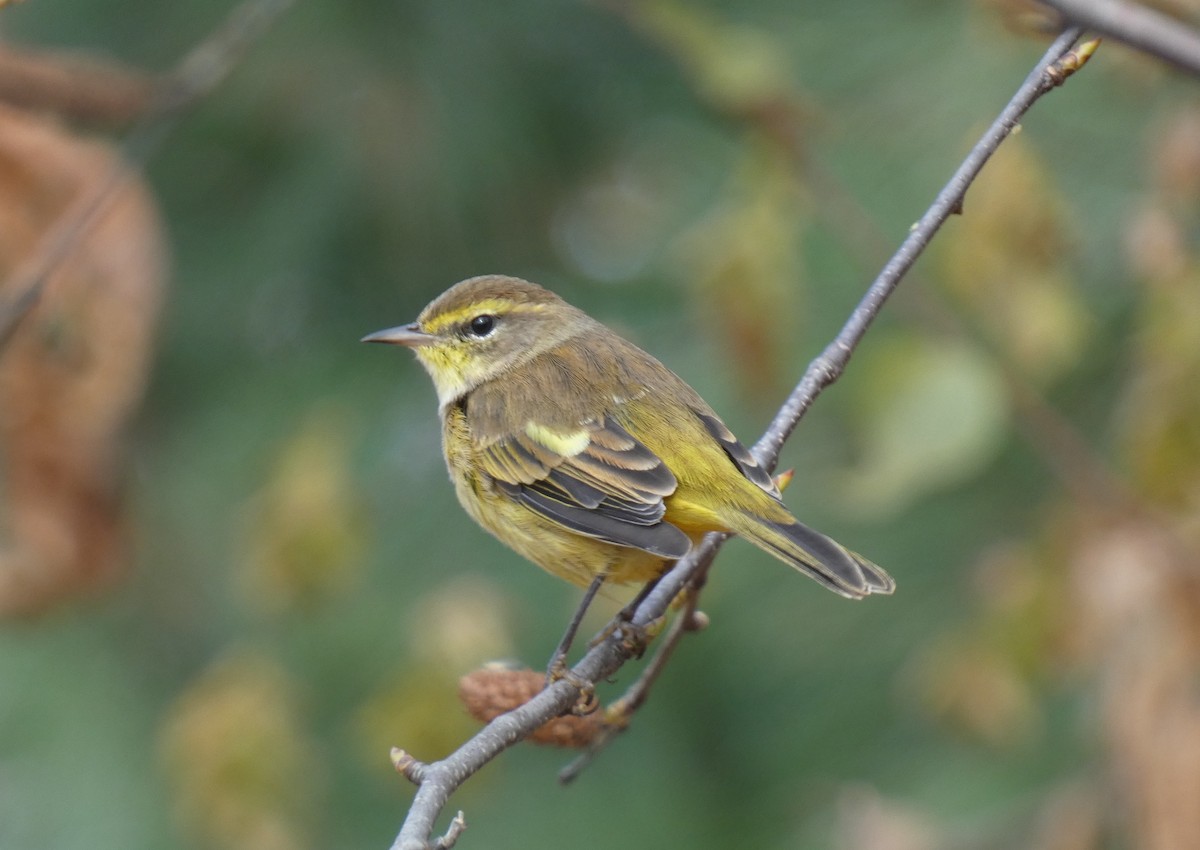 Palm Warbler (Yellow) - E. Mitchell