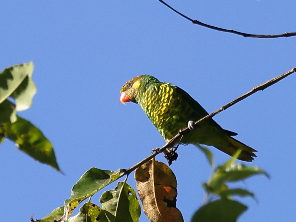 Yellow-cheeked Lorikeet - ML611138573