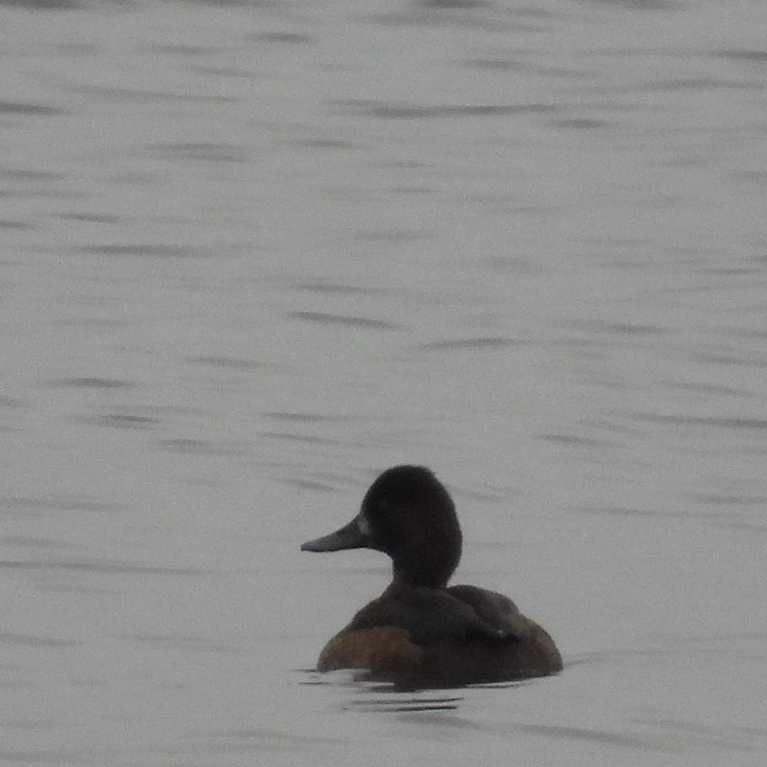 Lesser Scaup - Manon Guglia