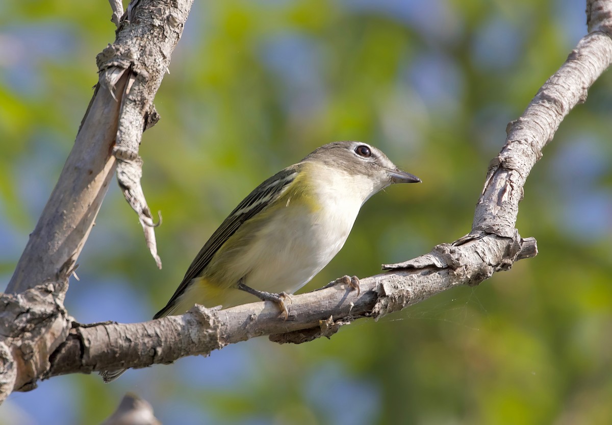 Mavi Başlı Vireo - ML611138798