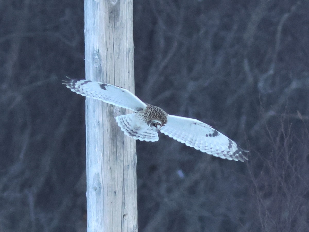 Short-eared Owl - ML611138829