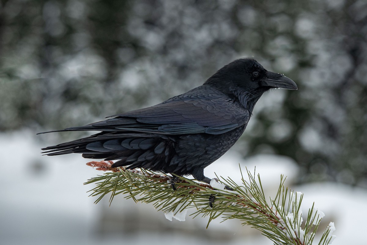 Хон хэрээ - ML611138886