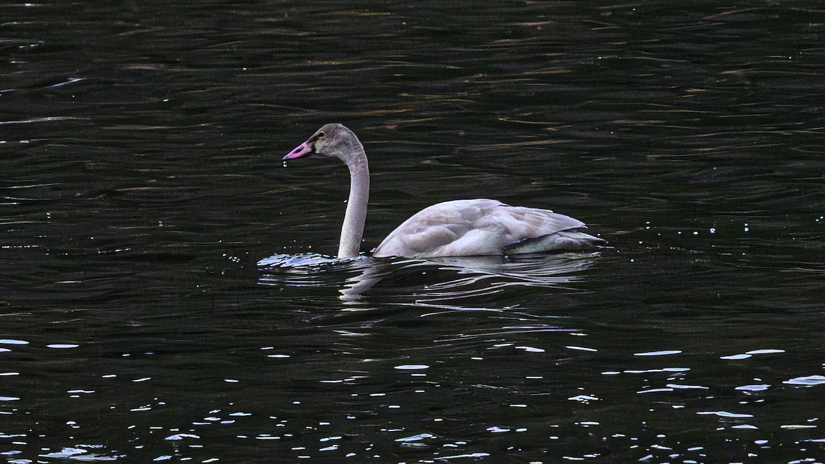 Cygne trompette - ML611138931