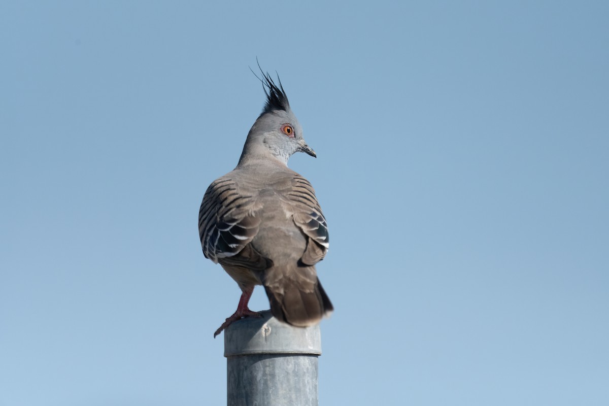 Crested Pigeon - ML611138964