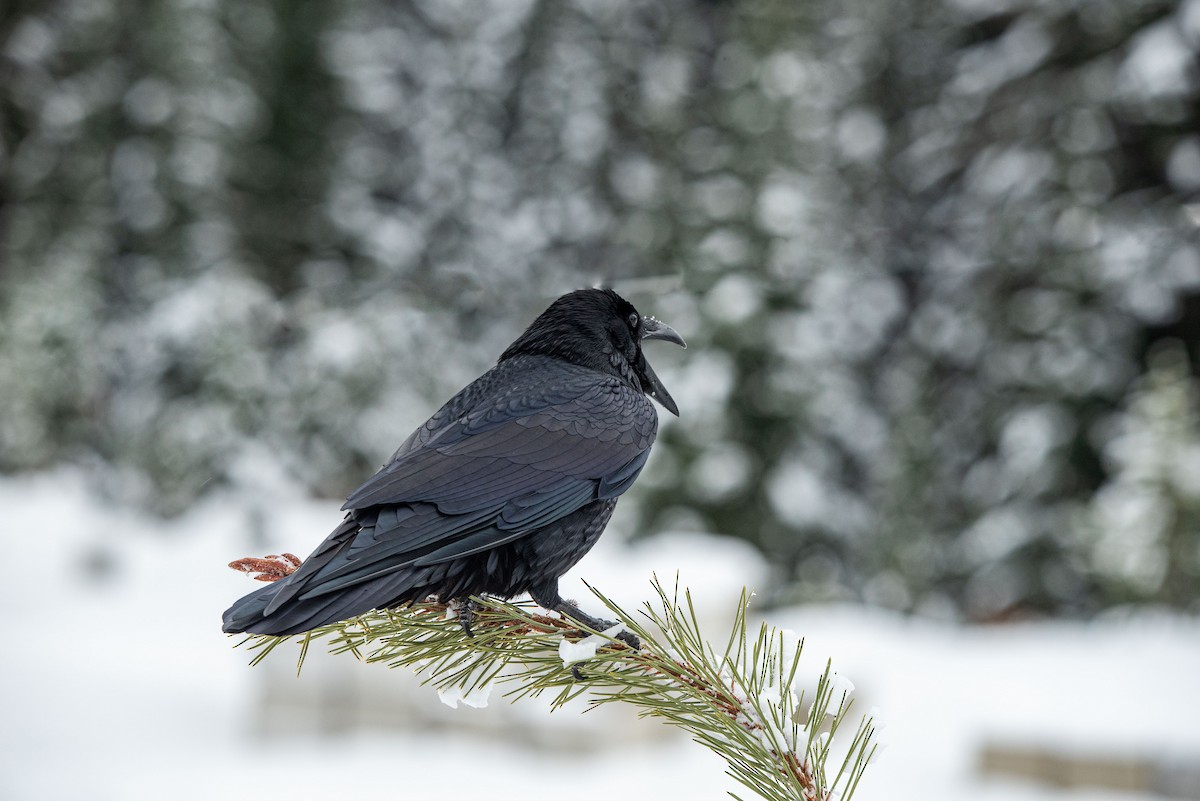 Хон хэрээ - ML611138982