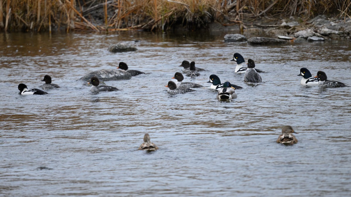 Barrow's Goldeneye - ML611139017