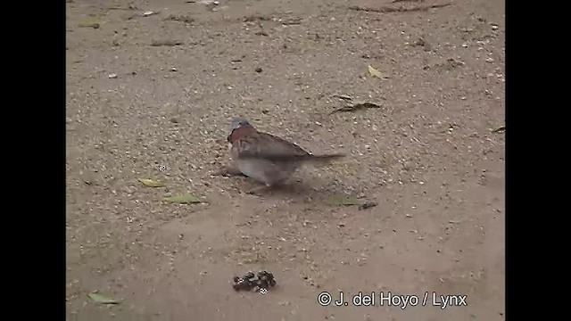 Rufous-collared Sparrow (Rufous-collared) - ML611139187