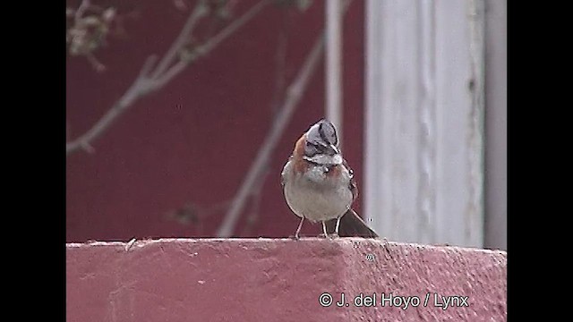 Rufous-collared Sparrow (Rufous-collared) - ML611139188