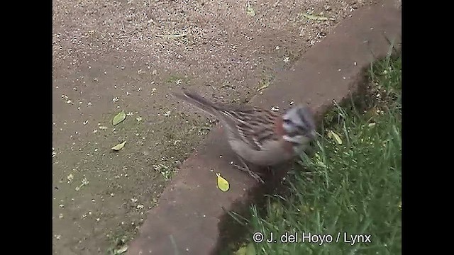 Rufous-collared Sparrow (Rufous-collared) - ML611139189