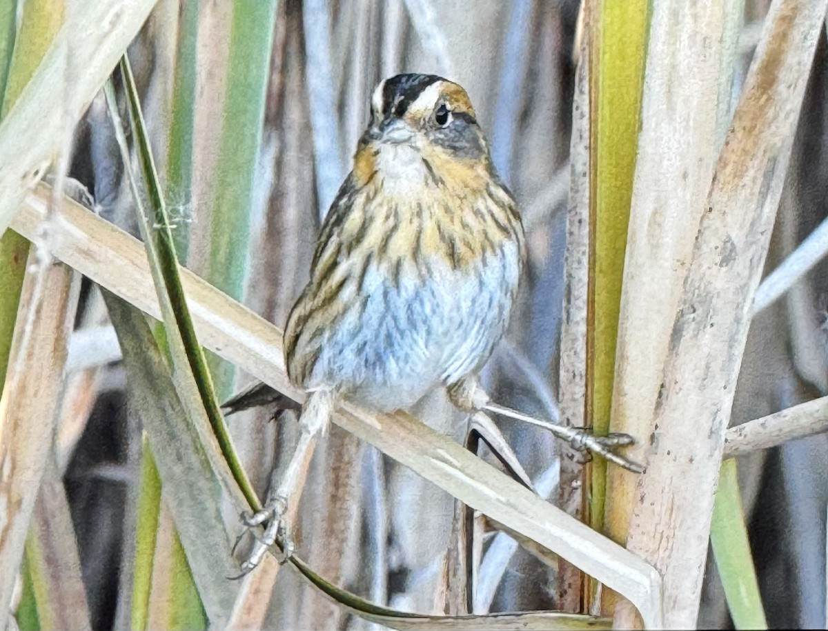 Nelson's Sparrow - ML611139290