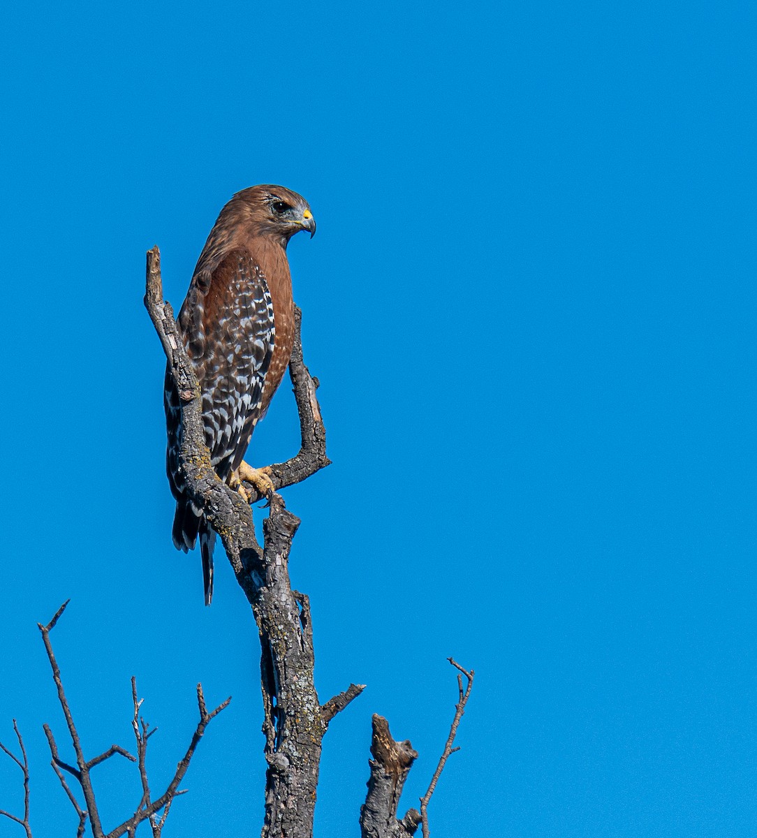 Red-shouldered Hawk - ML611139314