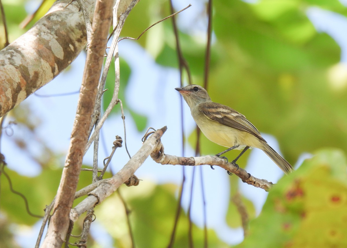 Northern/Southern Mouse-colored Tyrannulet - ML611139336