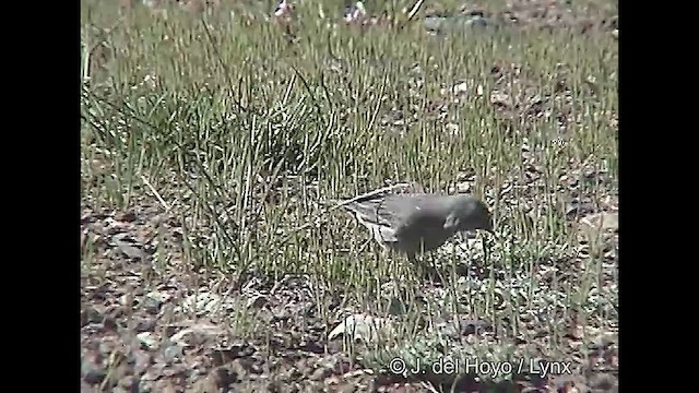 ネズミヤマシトド - ML611139339