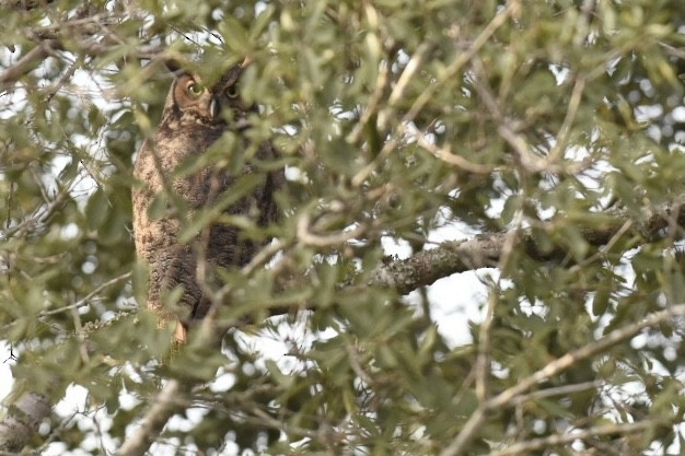 Great Horned Owl - ML611139408