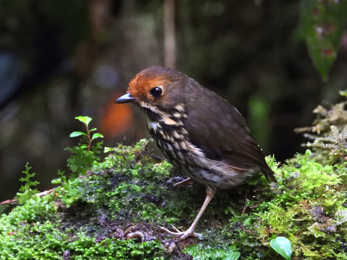 Ochre-fronted Antpitta - Robert Lambeck