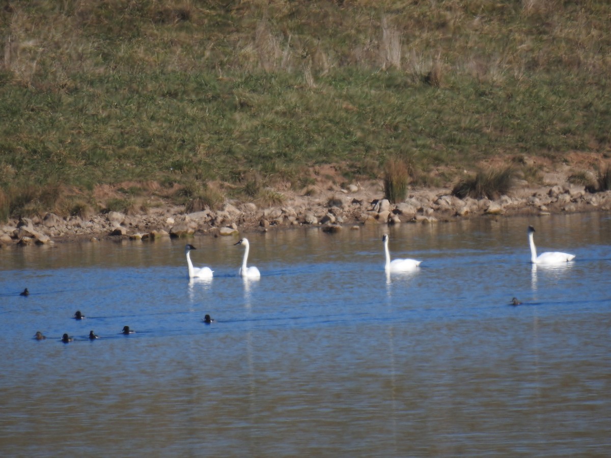 Trumpeter Swan - ML611139454