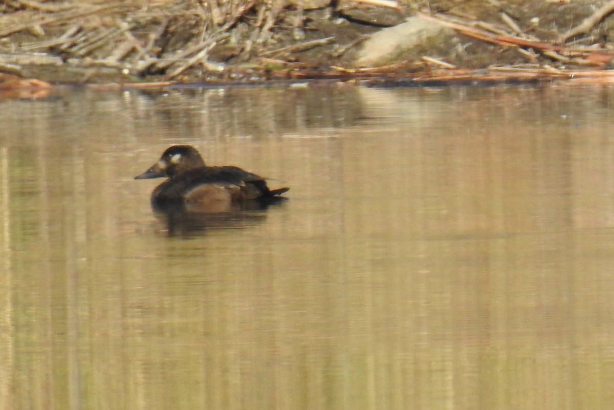 White-winged Scoter - ML611139482