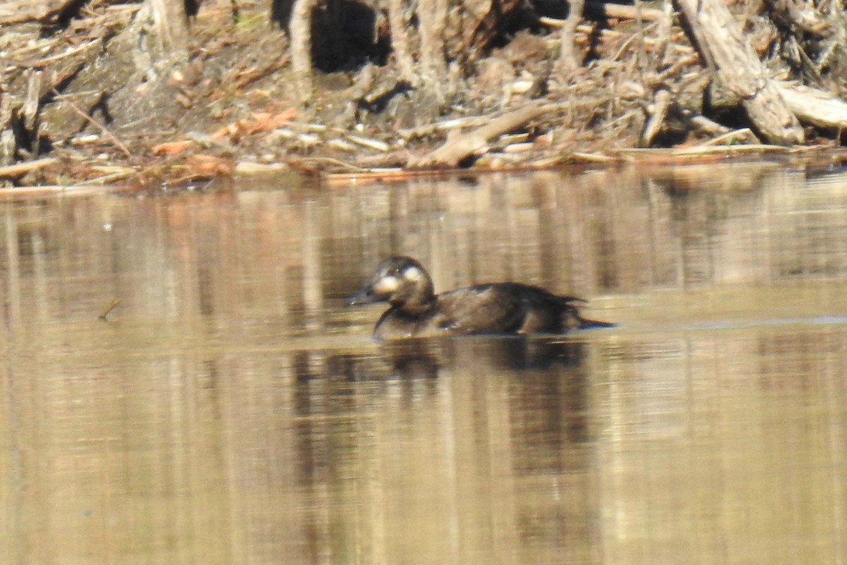 White-winged Scoter - James Holsinger