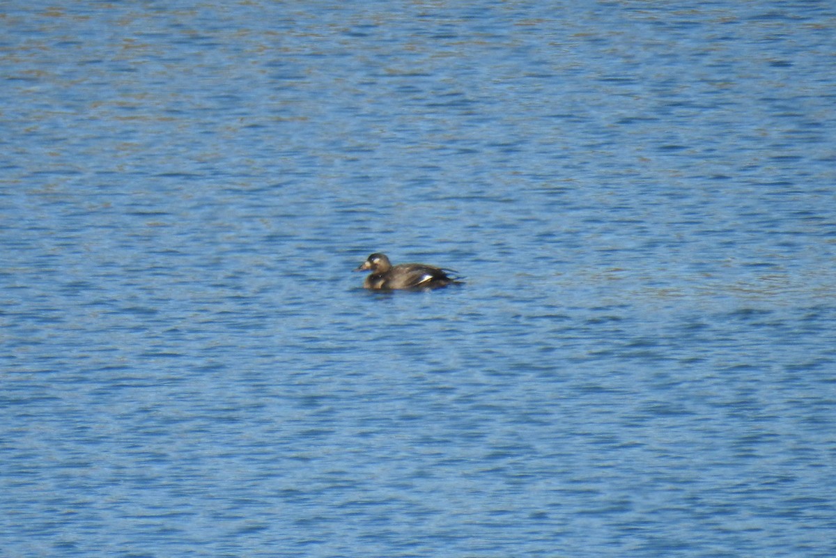 White-winged Scoter - ML611139485