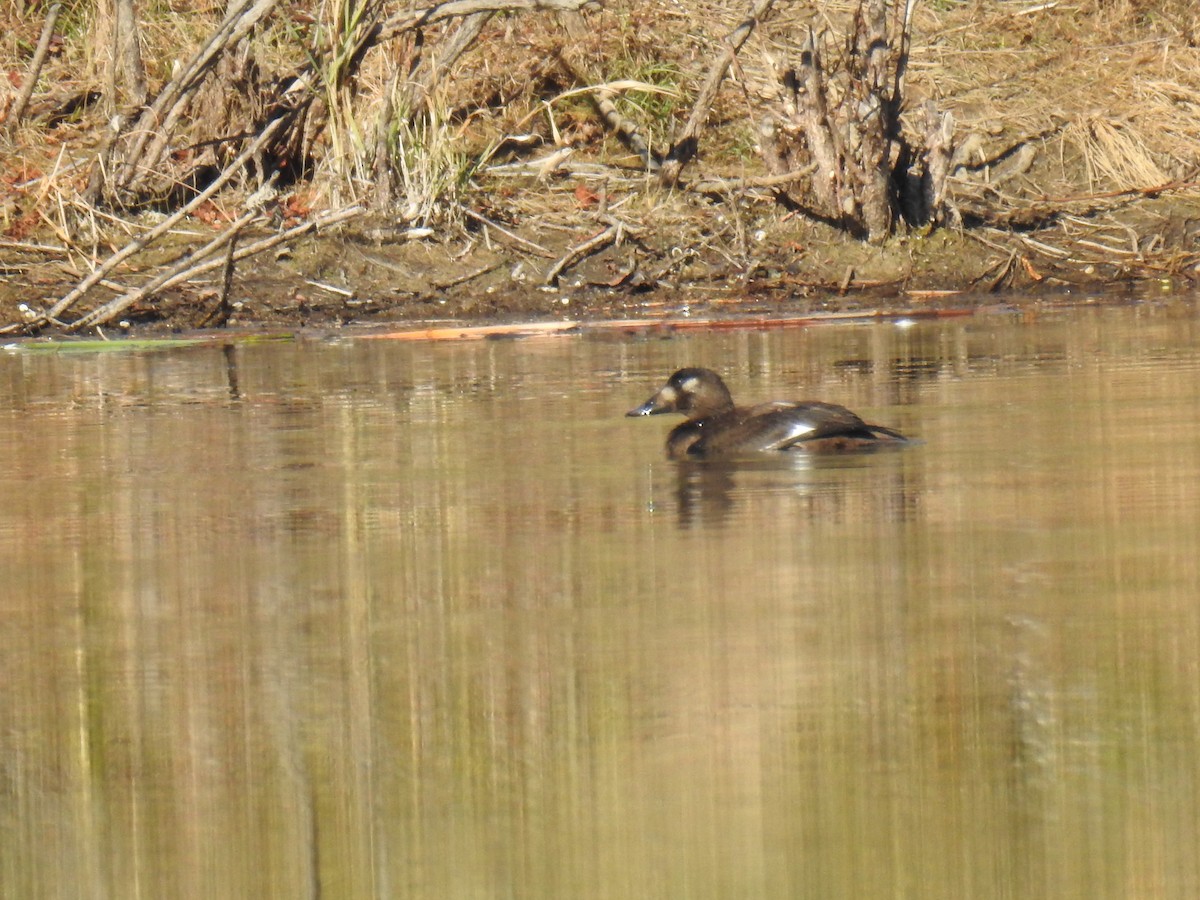 White-winged Scoter - ML611139486