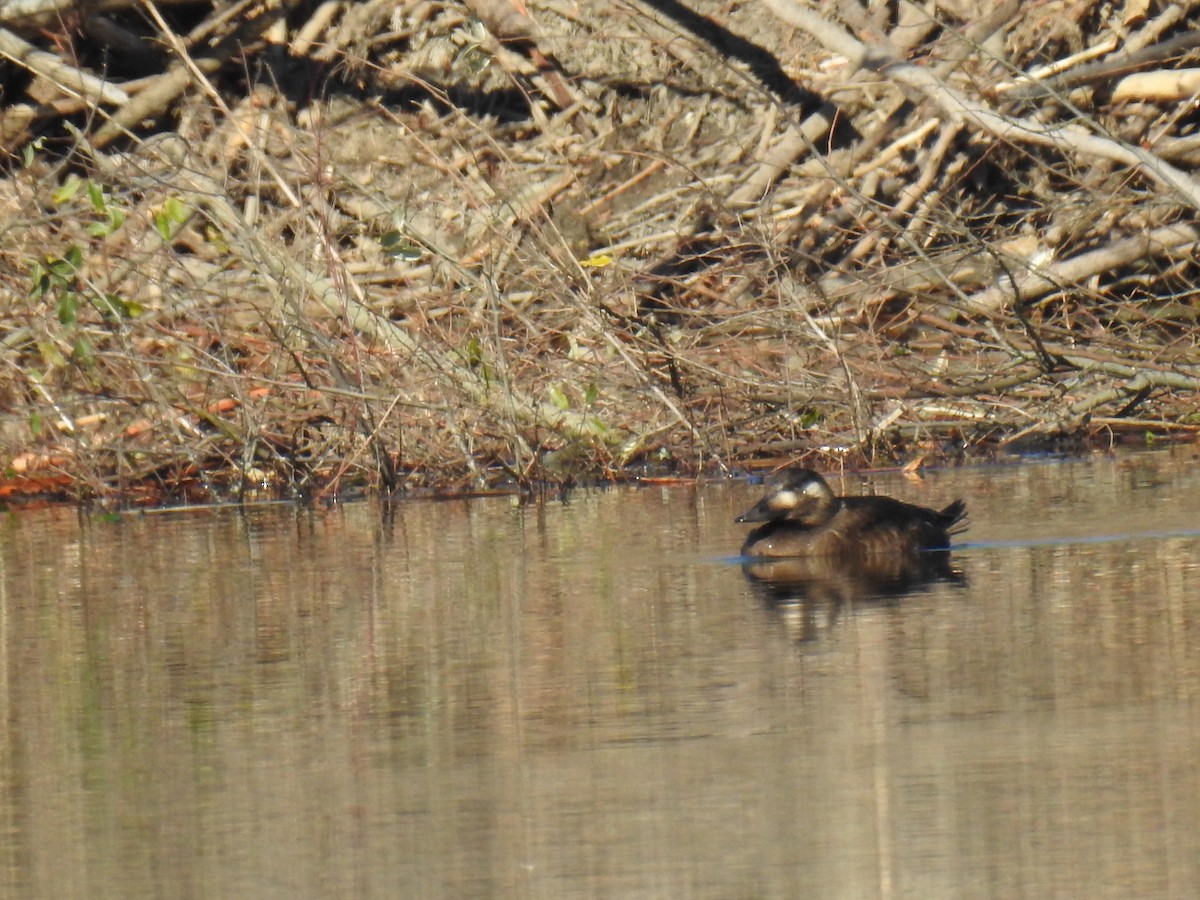 White-winged Scoter - ML611139487