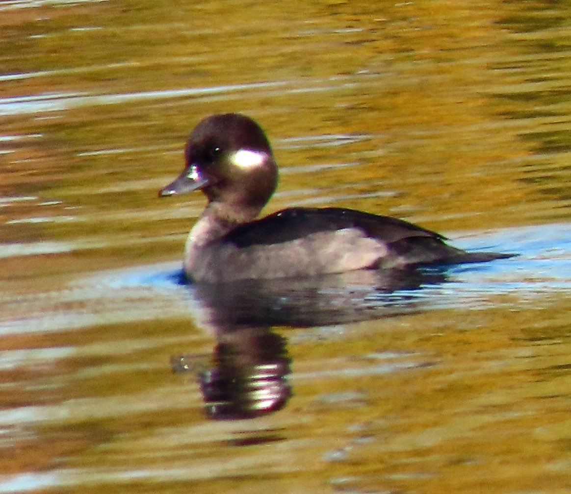 Bufflehead - Jim Scott