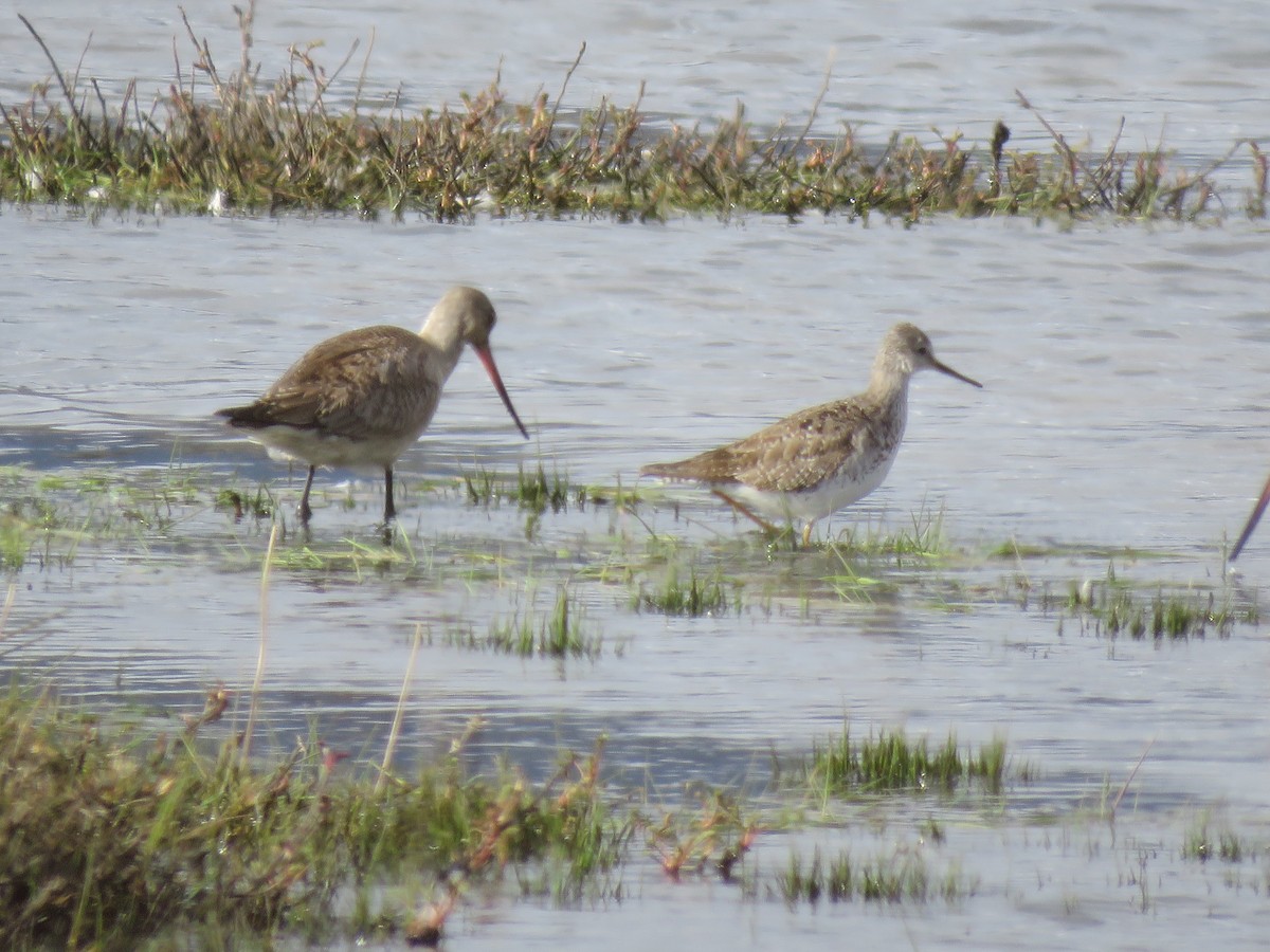 Lesser Yellowlegs - ML611139525