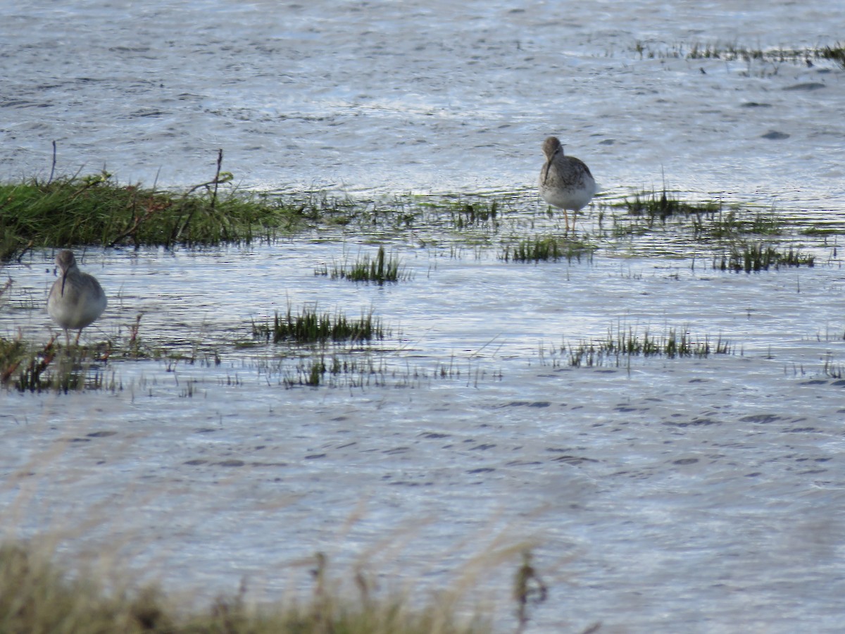 Lesser Yellowlegs - ML611139528