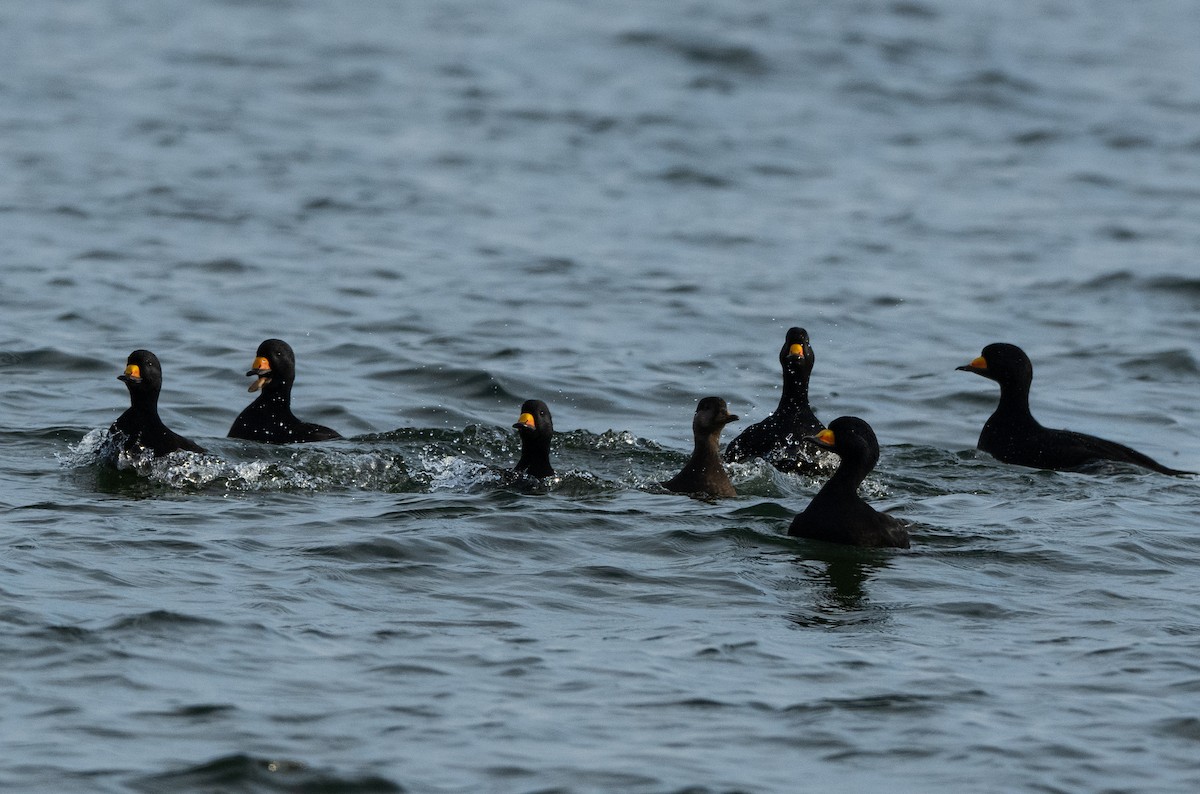 Black Scoter - ML611139591