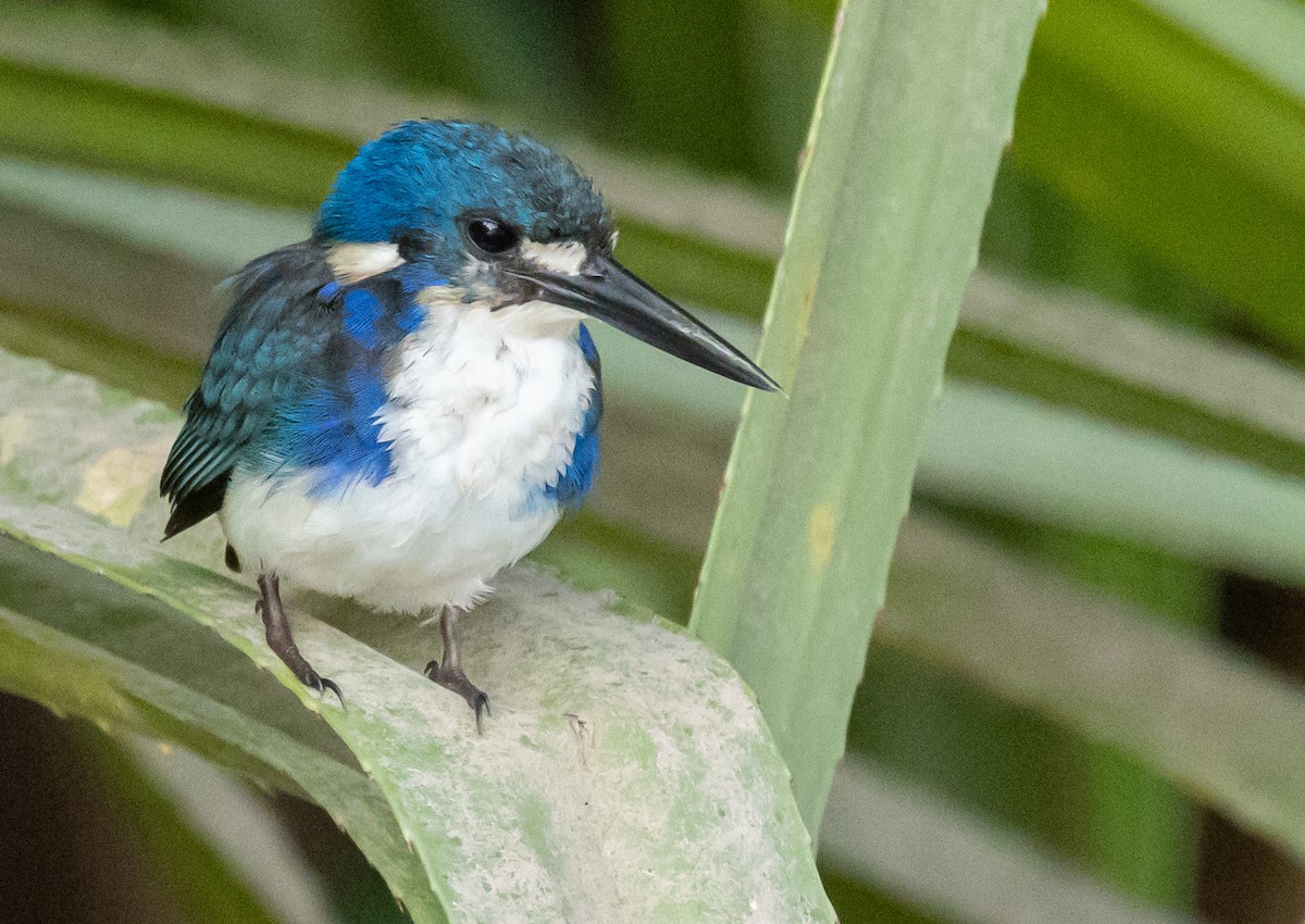 Little Kingfisher - David Barton