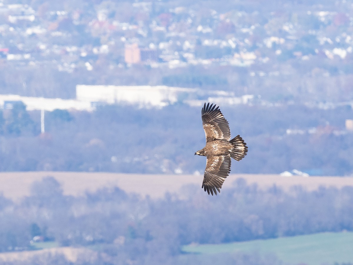 Bald Eagle - ML611139754