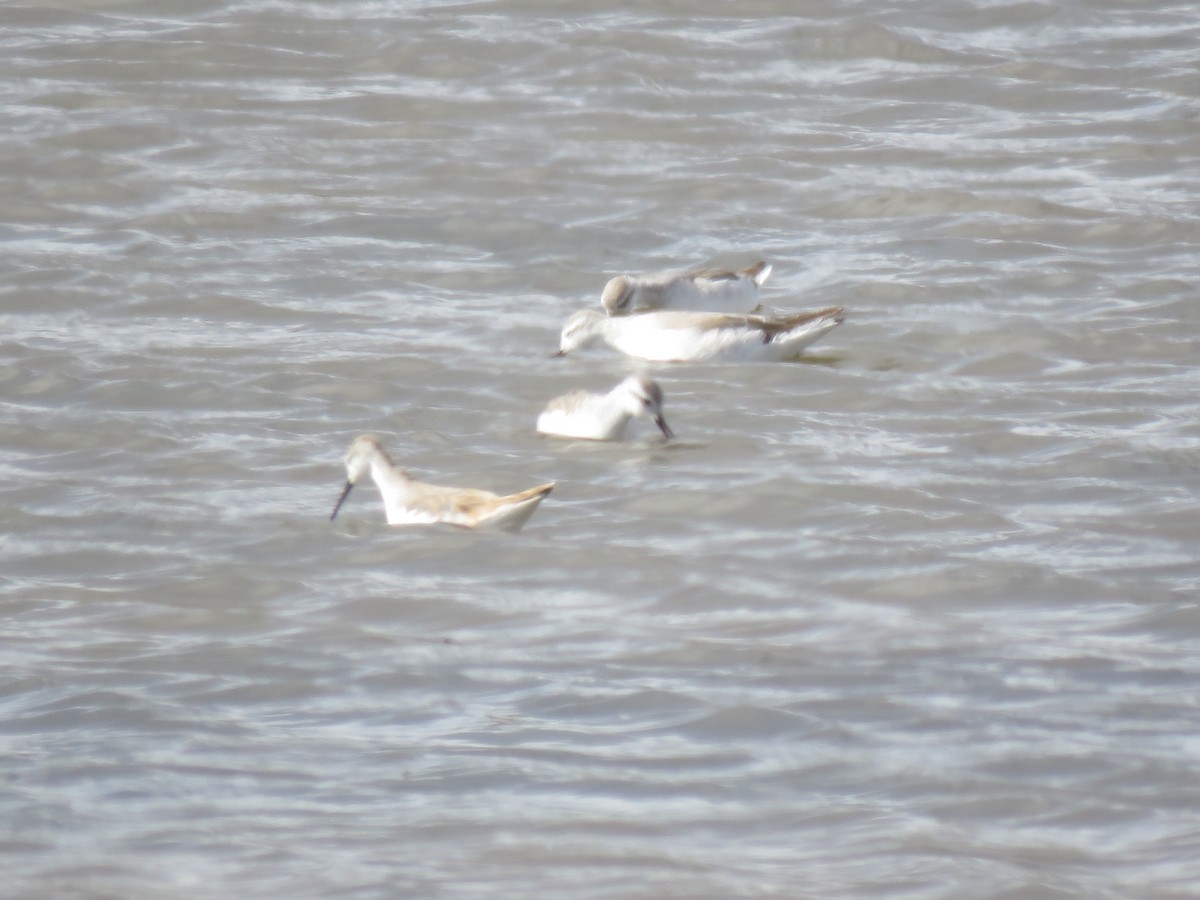 Wilson's Phalarope - ML611139789