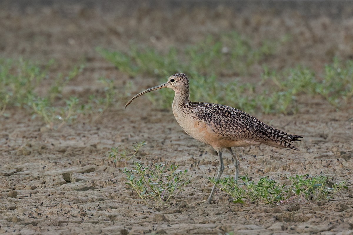 Long-billed Curlew - ML611139794