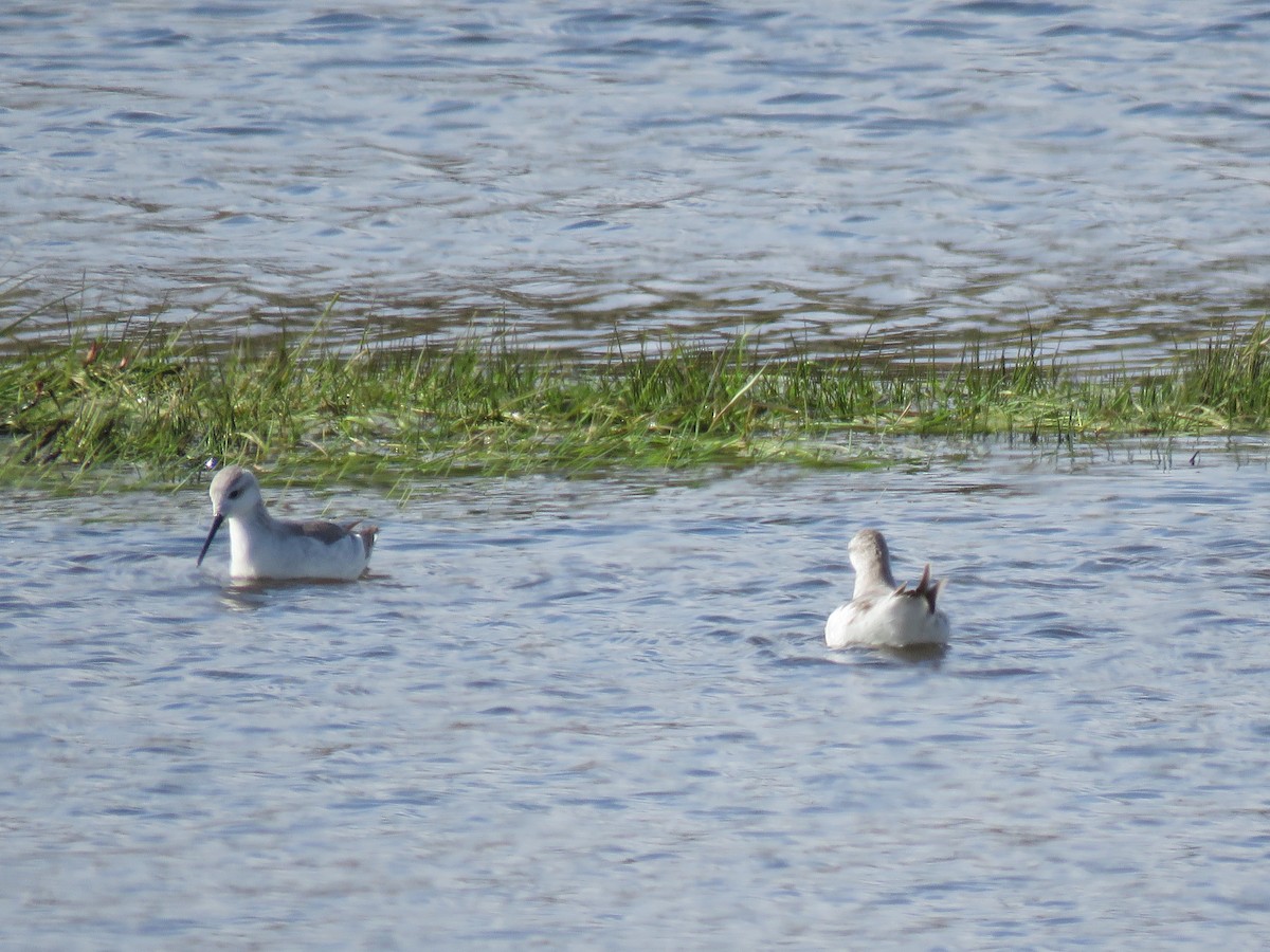 Wilson's Phalarope - ML611139800