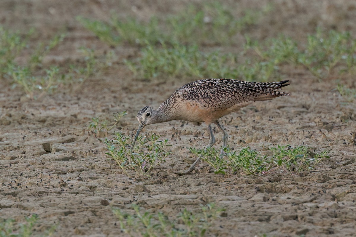 Long-billed Curlew - ML611139807