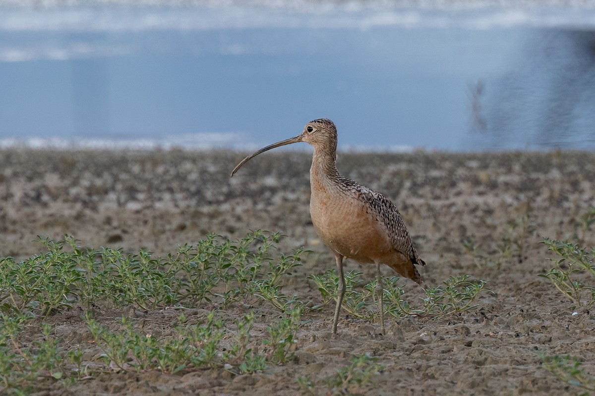 Long-billed Curlew - ML611139818