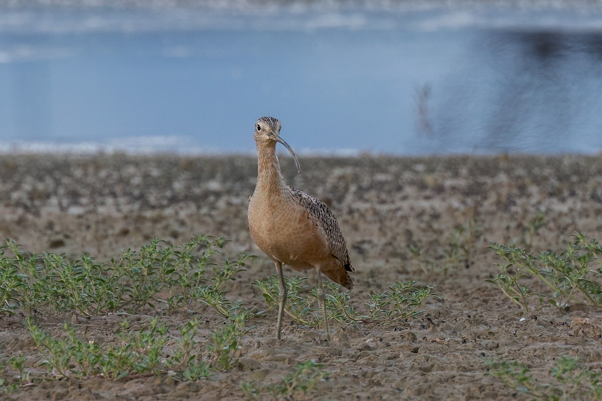 Long-billed Curlew - ML611139824