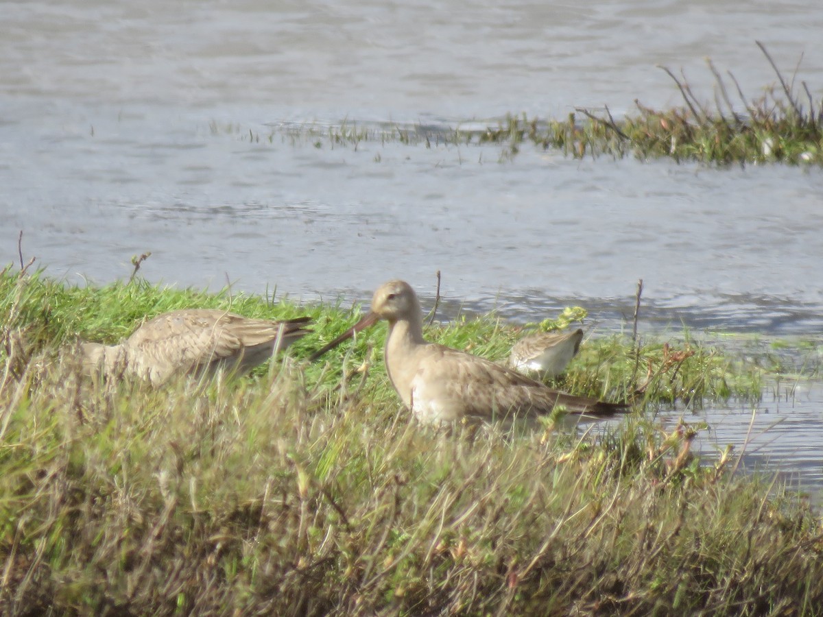 Hudsonian Godwit - ML611139874