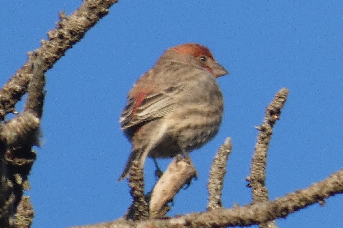 House Finch - ML611139888