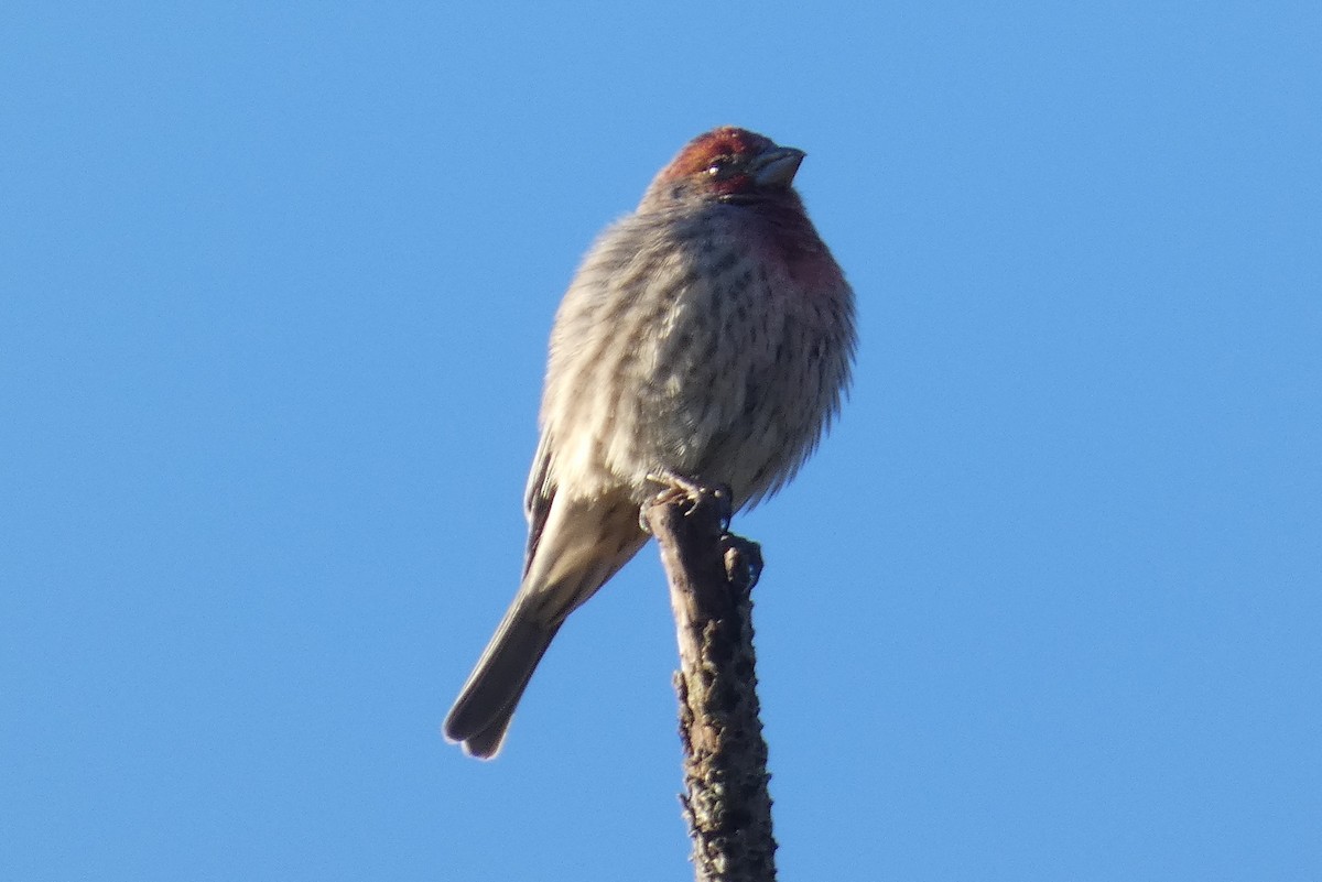 House Finch - ML611139889