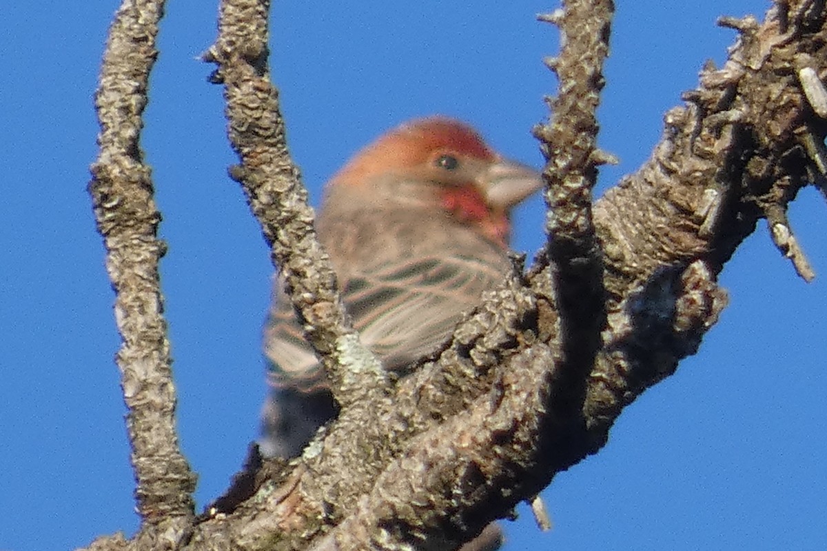 House Finch - ML611139890