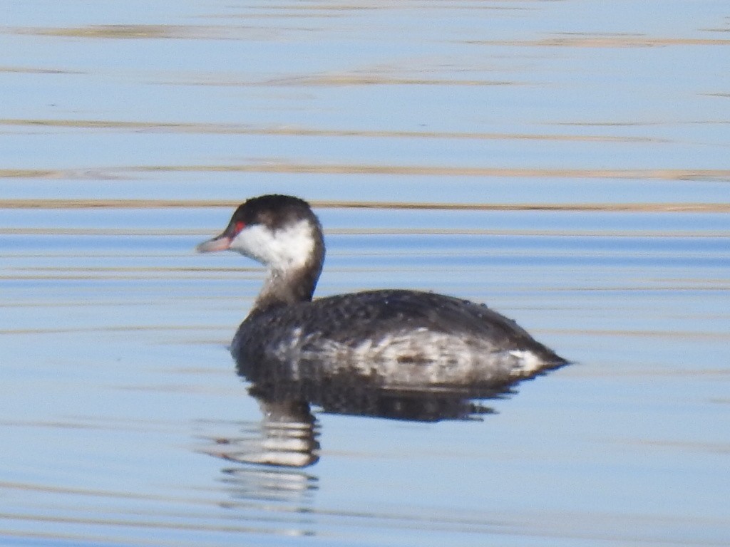 Horned Grebe - ML611139896