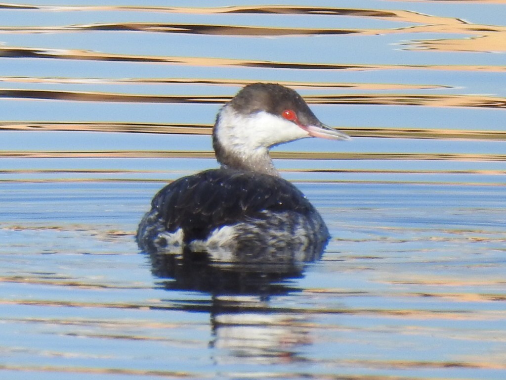 Horned Grebe - ML611139899