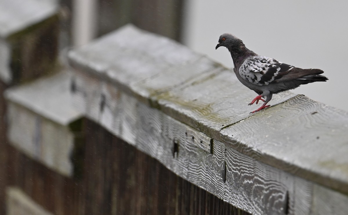 Rock Pigeon (Feral Pigeon) - ML611139942